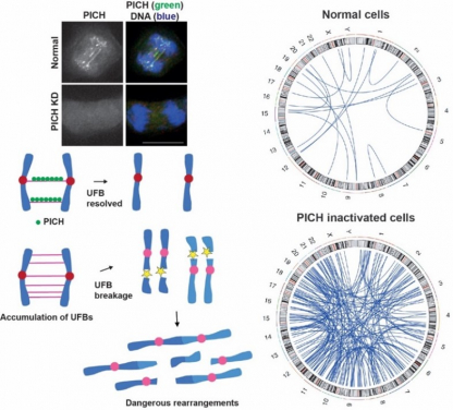 Image 1. PICH acts like a lookout, spotting and attaching to tiny DNA threads called ultrafine anaphase bridges (UFBs). When PICH is inactivated (knockdown, KD), more of these threads form and break, leading to dangerous DNA rearrangements that can be identified by whole genome sequencing. The blue lines in the circular diagrams indicate sites of genomic rearrangements, often involving interchromosomal fusions—a hallmark of tumourigenesis that drives cancer development. Image adapted from Kong et al, Nucleic Acids Research (2024)